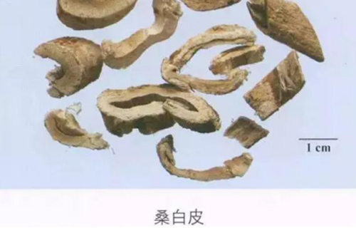 药您知道 | No.5 桑白皮的作用