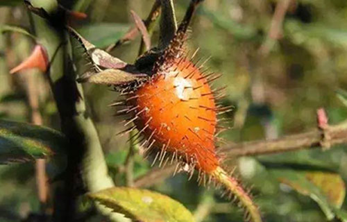 药您知道 | No.56金樱子的作用