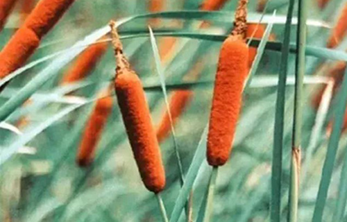 药您知道 | No.61蒲黄的作用