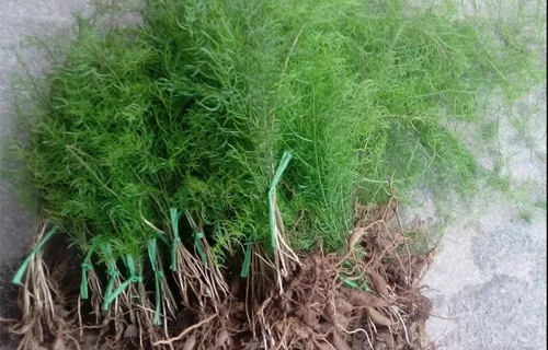 药您知道 | No.64天冬的作用