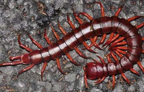 药您知道 | No.66蜈蚣的作用