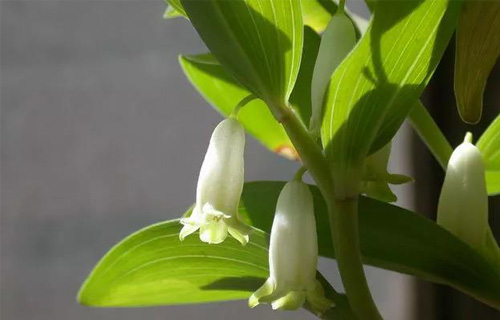 药您知道 | No.67玉竹的作用